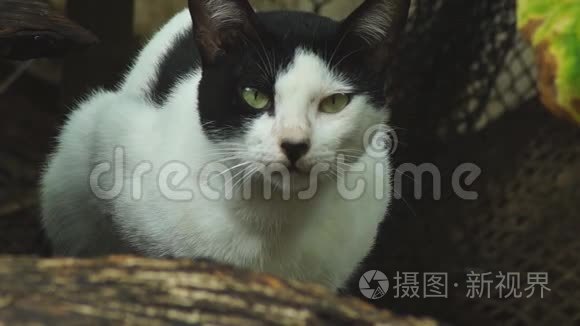 流浪猫在后院里寻找食物