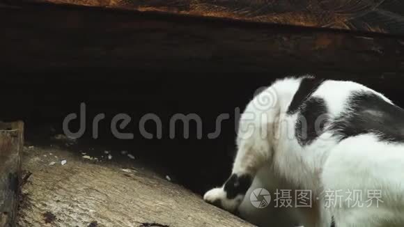 流浪猫在后院里寻找食物