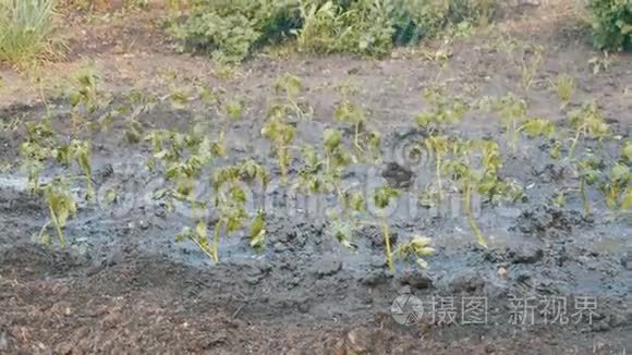 喷水把花园里的植物灌倒视频