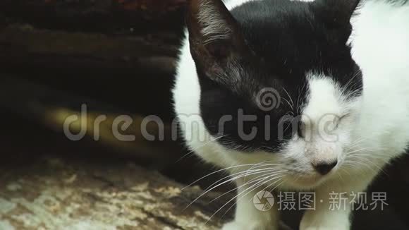 流浪猫在后院里寻找食物视频