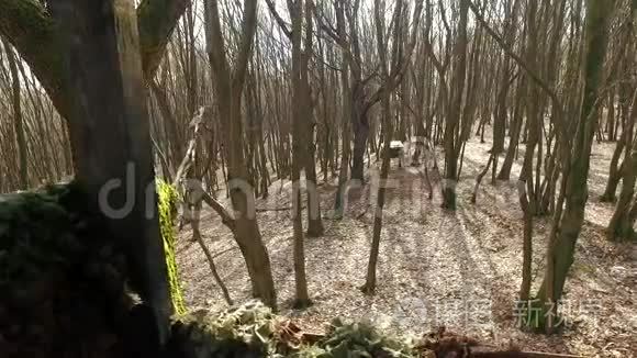 森林中的盒子狩猎站视频