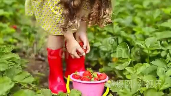 小女孩收集草莓
