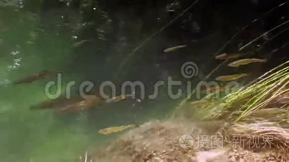 克罗地亚克尔卡河游鱼群照片视频