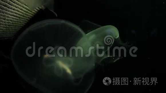 水母在红海的水下游泳视频
