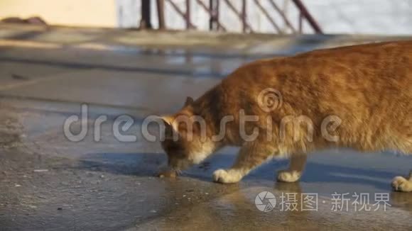 街上的红猫早春在公园里吃食物。 慢动作