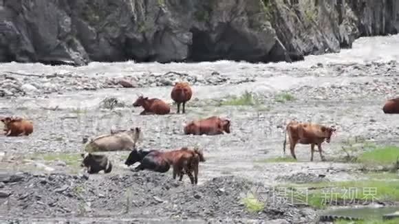 牛在山溪附近的山牧视频