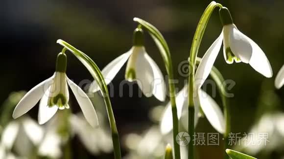 很少有年轻的雪花在风中摇曳。