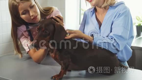 护士在用德国獾狗的口吻说话视频
