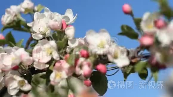 苹果花开，晴天.. 春天的心情。 春天公园里的开花树。