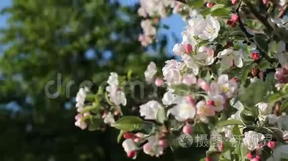苹果花开，晴天.. 春天的心情。 春天公园里的开花树。