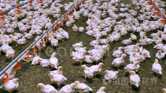 许多鸡在家禽养殖场视频