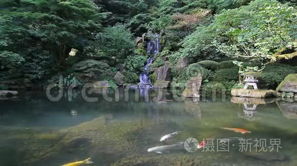 五颜六色的锦鲤鱼在池塘里游泳，日本花园里的水反射为1080便士