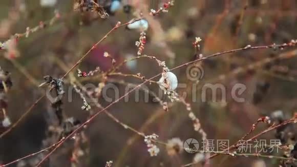 植物树枝上有许多蜗牛壳