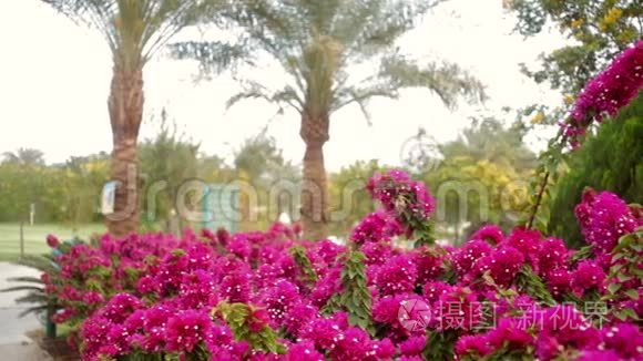 酒店内美丽的红花和棕榈树视频
