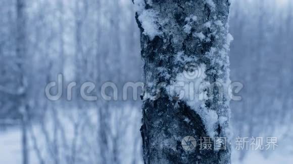 降雪中的森林视频