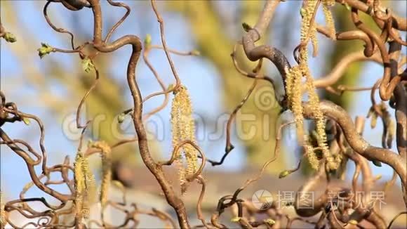 榛子柳絮，致敏花粉.