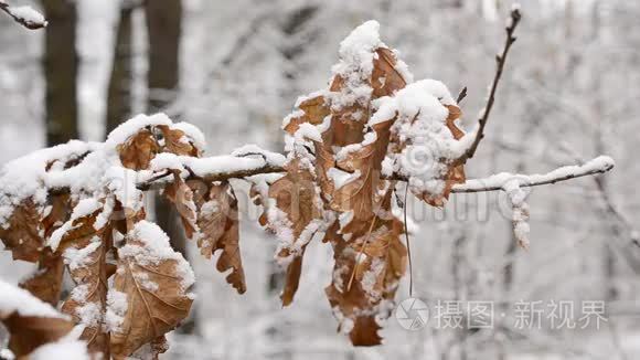 冬天的雪落在英国橡木干叶上视频