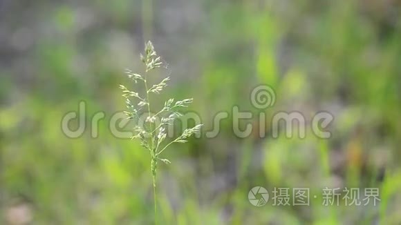 普通草甸的花柱轻轻摇曳视频