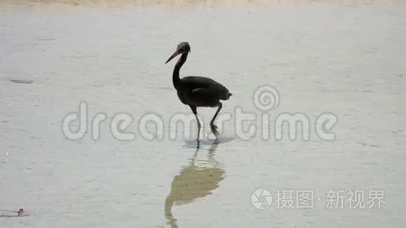 太平洋礁鹭鹭水猎