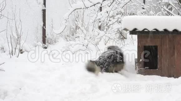 狗舍附近雪地里的活动狗跑完架视频