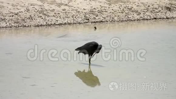 太平洋礁鹭鹭水猎