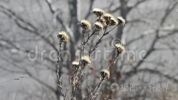 枯萎的干花被风在模糊中搅动视频