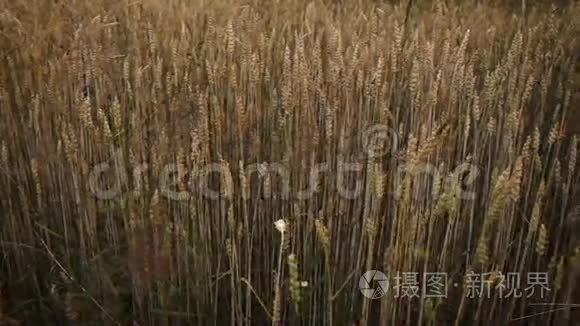 宽镜头相机滑过满是小麦的田野视频
