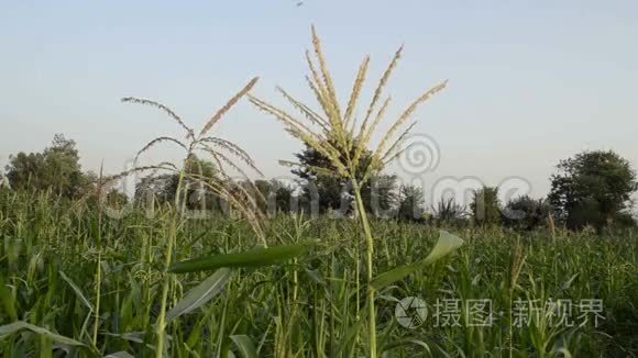 玉米流苏在风中摆动视频