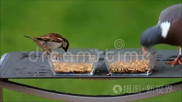 鸽子和麻雀从玻璃碗里啄食