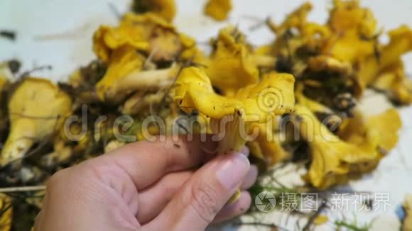 双手清洁金香菜蘑菇。 季节性食物