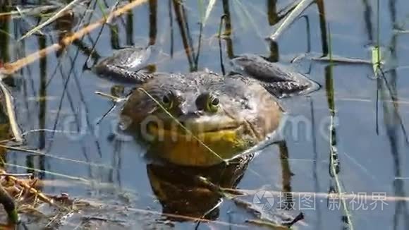 美国牛蛙,石斑鱼,呱呱叫短视频