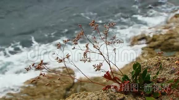 干草在塔尔坎胡特海岸迎风飘流视频