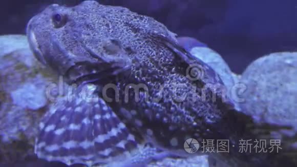 咸水水族箱中的帐篷平顶录像视频