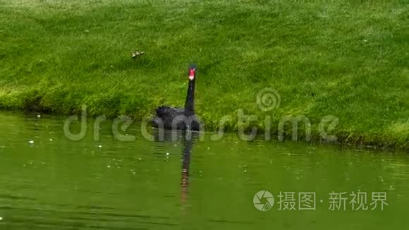 黑天鹅阿特拉图斯游泳视频