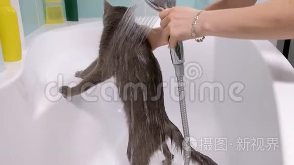 泡泡浴一只灰色的小流浪猫，女人在浴室里洗猫