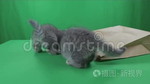 美丽的小猫苏格兰折叠纸袋绿色屏幕股票视频