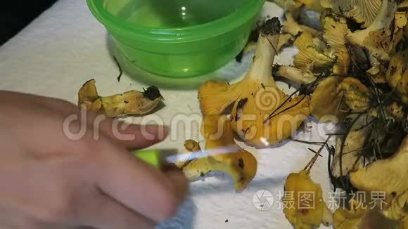 双手清洁金香菜蘑菇。 季节性食物