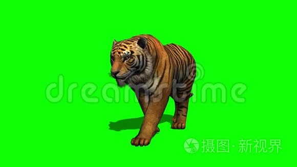 老虎走在绿色的屏幕上视频