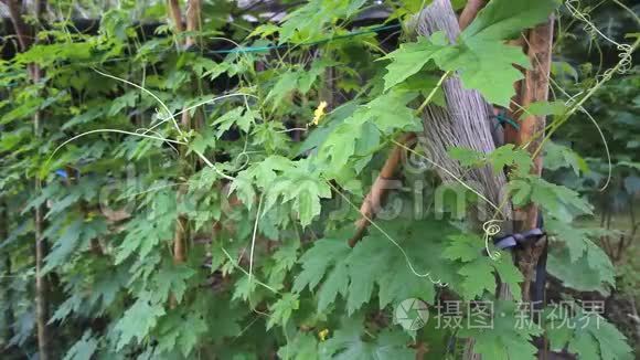 泰国花园苦瓜种植视频
