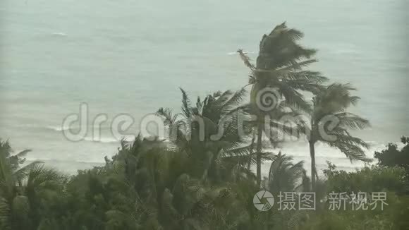 自然灾害飓风期间的海滨景观。 强烈的旋风吹拂椰子树。 热带风暴