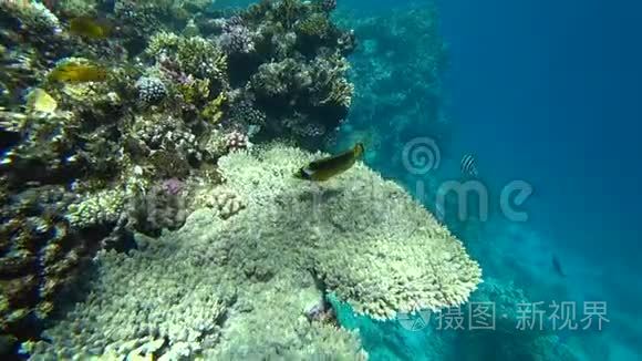 埃及红海里的浣熊蝴蝶鱼视频