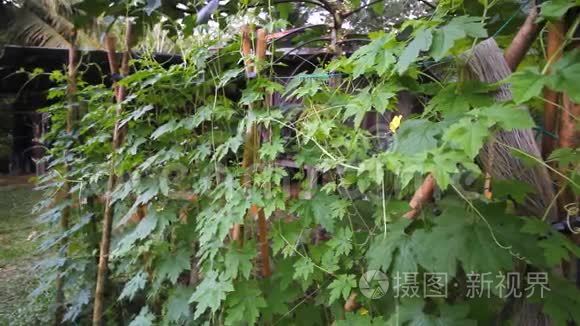 泰国花园苦瓜种植视频