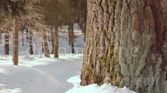 冬天的橡树。 冬天森林里的树。 特写镜头。 树干。 树树皮