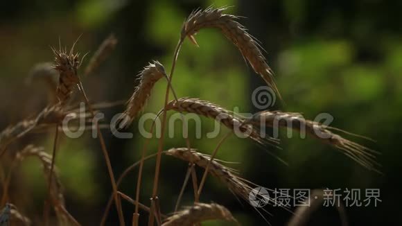 几穗的小麦在田野里生长，在背景中，使葡萄园偏离了轨道