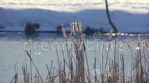 冬天的湖。 干燥的芦苇在冬天会枯萎。 冬季景观。 冬季河岸