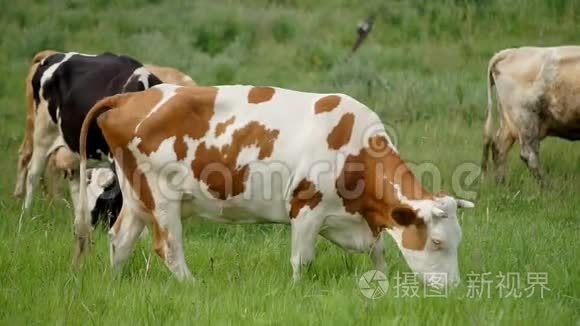 奶牛在草甸视频