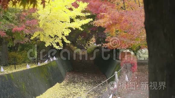 秋天落下的日本红黄枫叶视频