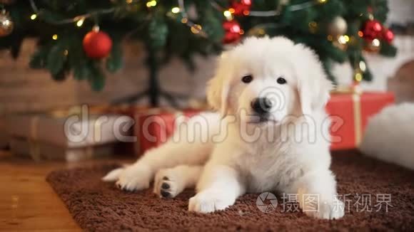 圣诞树上漂亮的白色小狗。