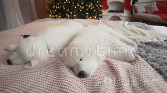 圣诞树上漂亮的白色小狗。