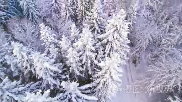 大雪中高大松树的空中拍摄